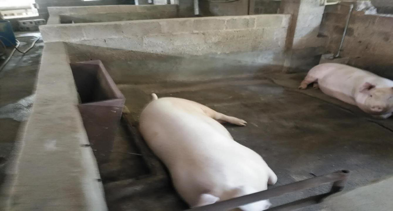 豬群安逸，煮爛內聞不到臭味、飲水方面也改造為了限位飲水器。