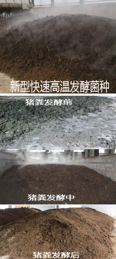 發酵豬糞1.png