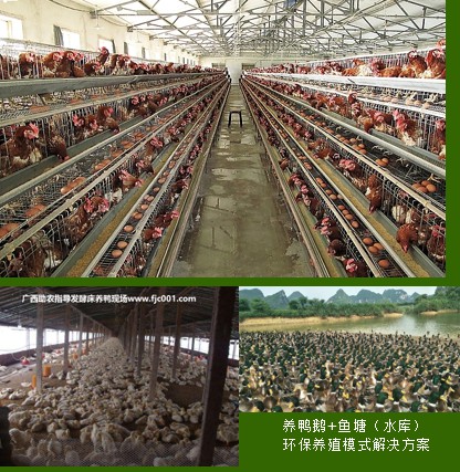 家禽養殖場設計建設2.jpg