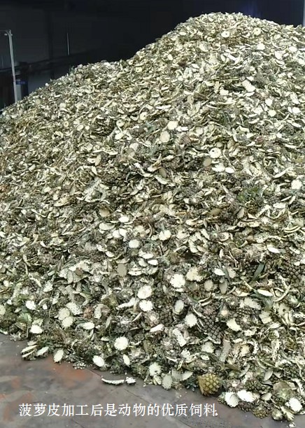 菠蘿皮加工后是動物的優(yōu)質飼料1.jpg
