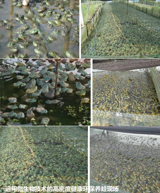 運用微生物技術的高密度健康環保養蛙現場.jpg