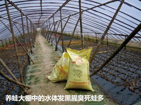 養蛙大棚中的水體發黑腥臭死蛙多.jpg