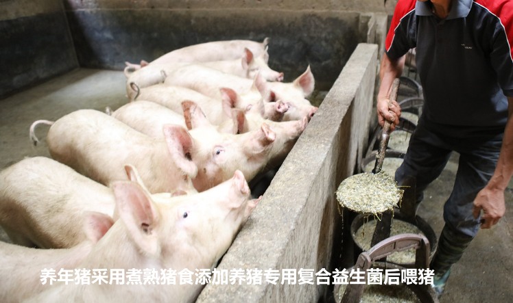 養年豬采用煮熟豬食添加養豬專用復合益生菌后喂豬.jpg
