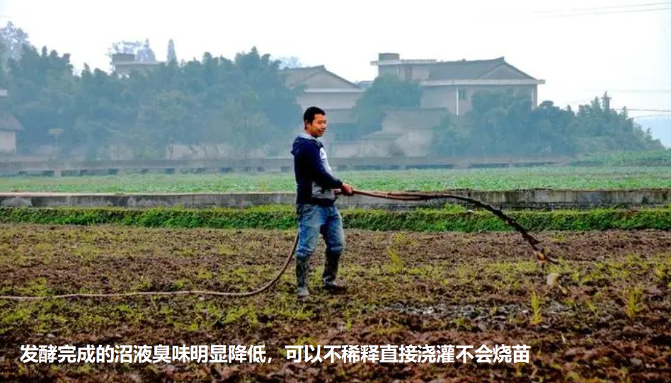 發(fā)酵完成的沼液臭味明顯降低，可以不稀釋直接澆灌不會燒苗.jpg