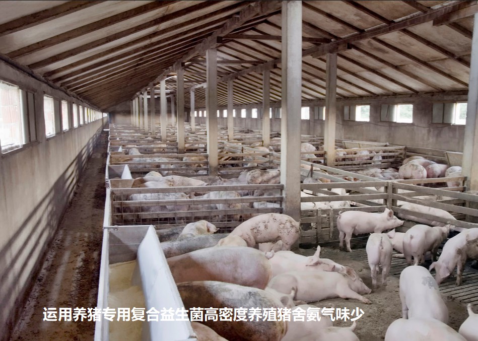 運(yùn)用養(yǎng)豬專用復(fù)合益生菌高密度養(yǎng)殖豬舍氨氣味少.jpg