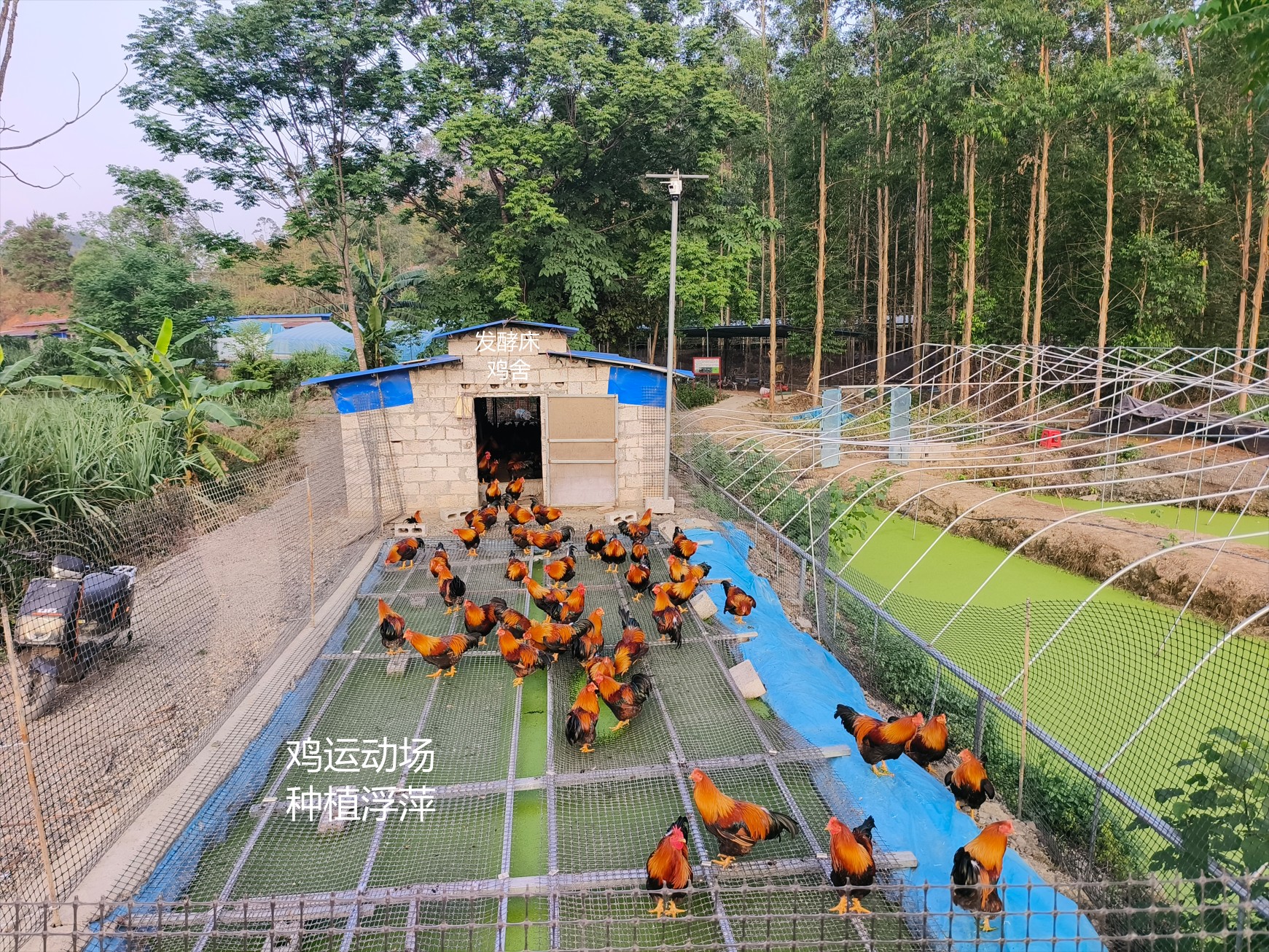 一種在雞運(yùn)動(dòng)場(chǎng)耦合浮萍培養(yǎng)與節(jié)糧型低成本養(yǎng)殖的生態(tài)循環(huán)方法12.jpg