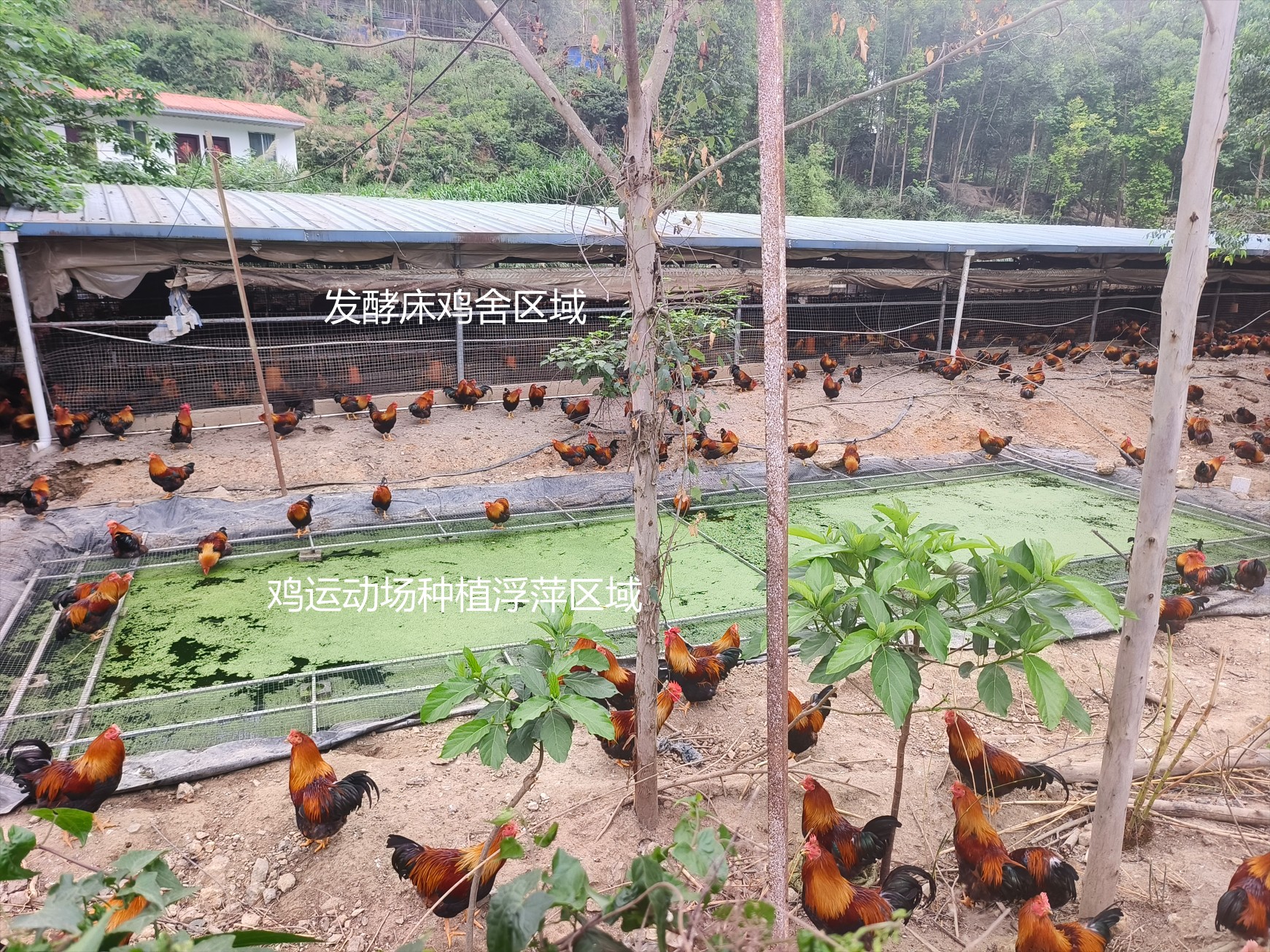 一種在雞運(yùn)動(dòng)場(chǎng)耦合浮萍培養(yǎng)與節(jié)糧型低成本養(yǎng)殖的生態(tài)循環(huán)方法13.jpg
