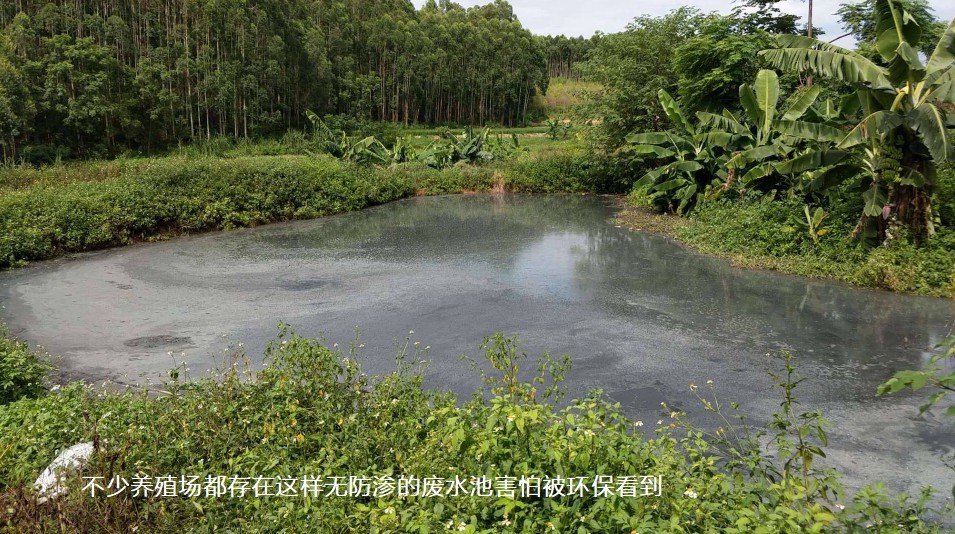 不少養殖場都存在這樣無防滲的廢水池害怕被環?？吹?jpg