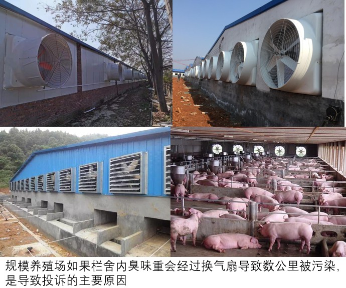 規模養殖場如果欄舍內臭味重會經過換氣扇導致數公里被污染，是導致投訴的主要原因.jpg
